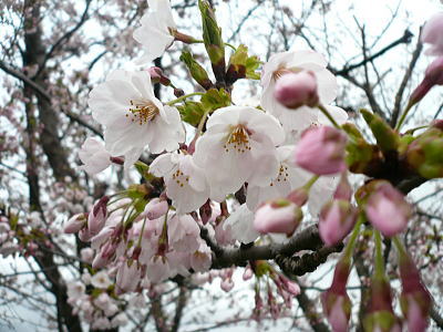 桜