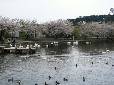 桜と白鳥