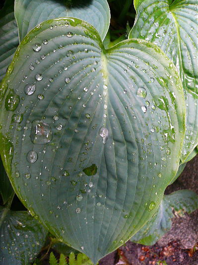 梅雨入り