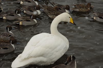大池の白鳥①