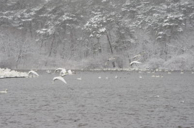 大池の白鳥⑥