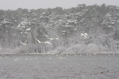 大池の白鳥⑦