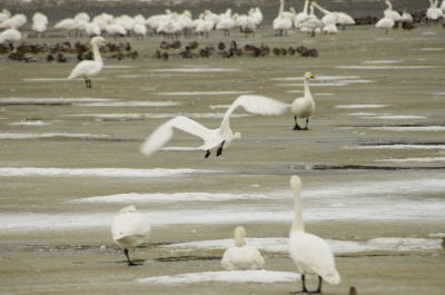 大池の白鳥（その２）①