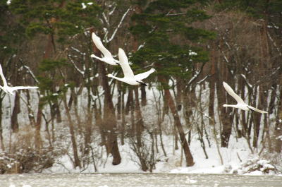 大池の白鳥（その２）①